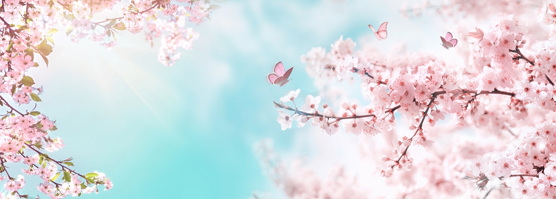 Cherry Blossoms Background